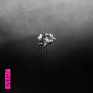 Needle Drop Record: Lotus